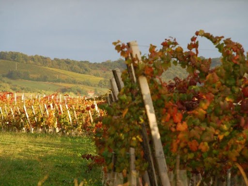 FEBRUARY WINE CLUB SEMINAR: SUD DE FRANCE
